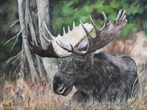 Wildlife - Animal - Moose - "Bull in the Grass"