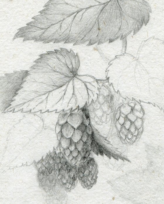 Hop drawing