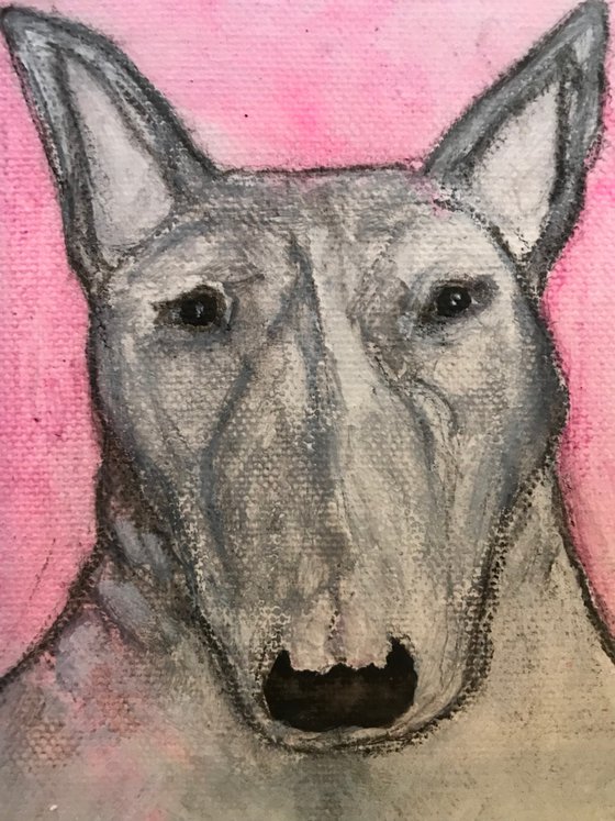 Portrait of a Bullterrier