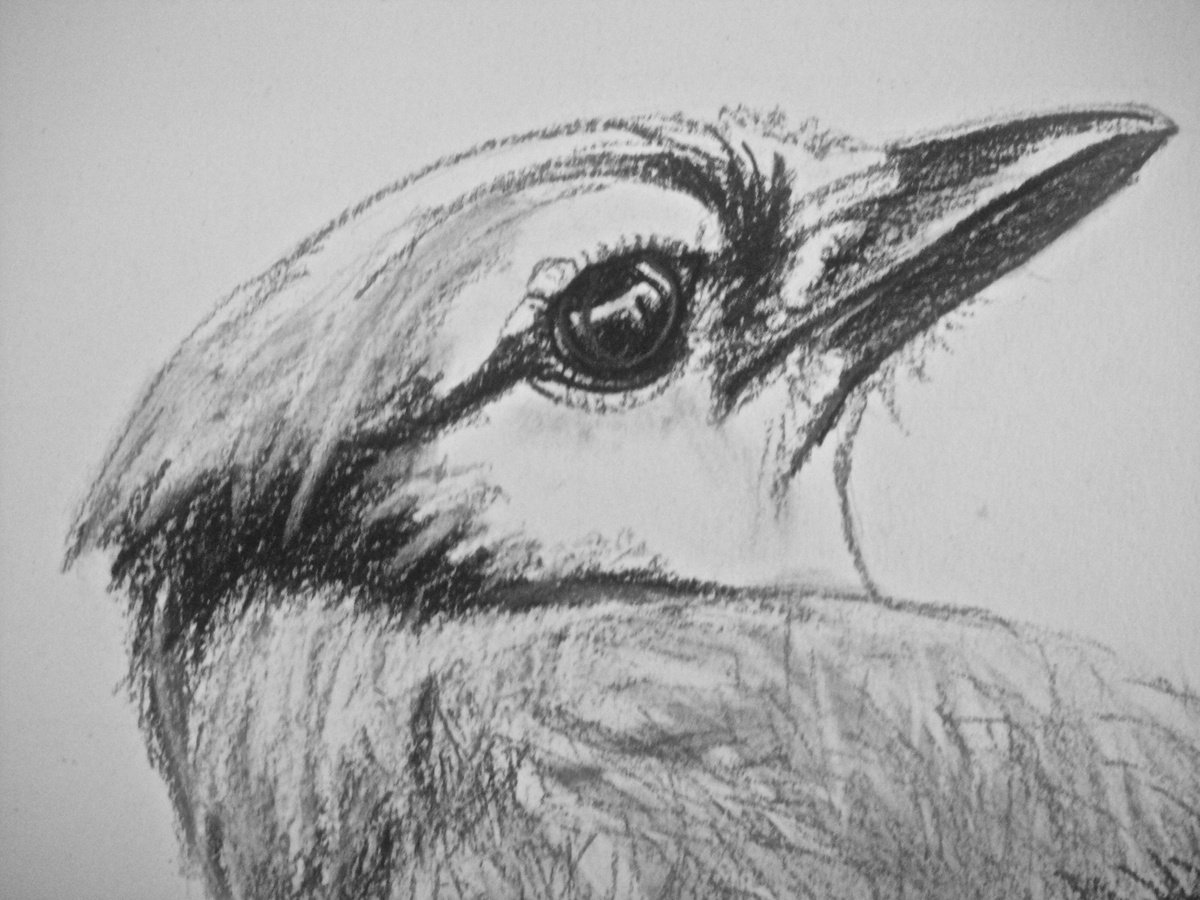 blue jay drawing black and white