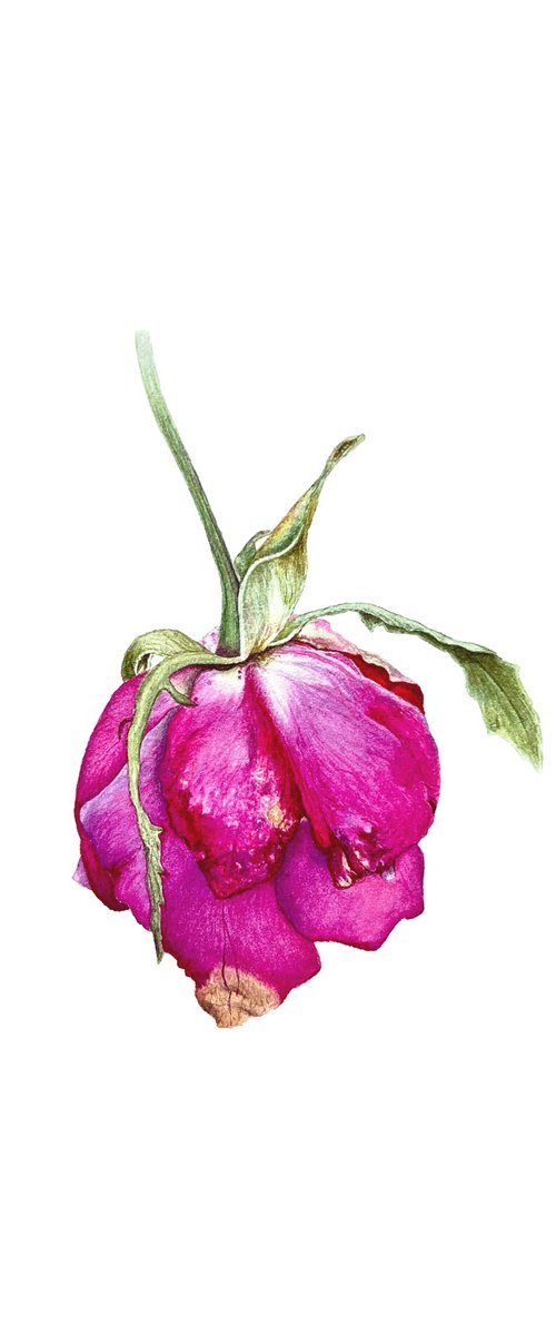 Faded rose by Tetiana Kovalova
