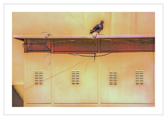 Wallscape 123 (Bird on a Wire)