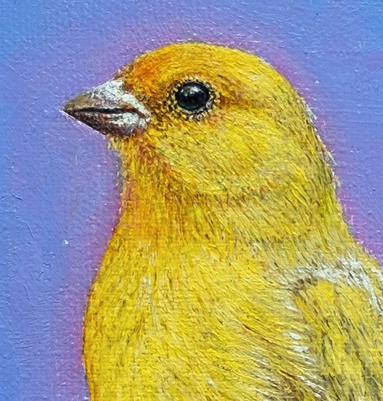 The Canary Bird