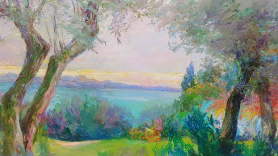 Olive grove.