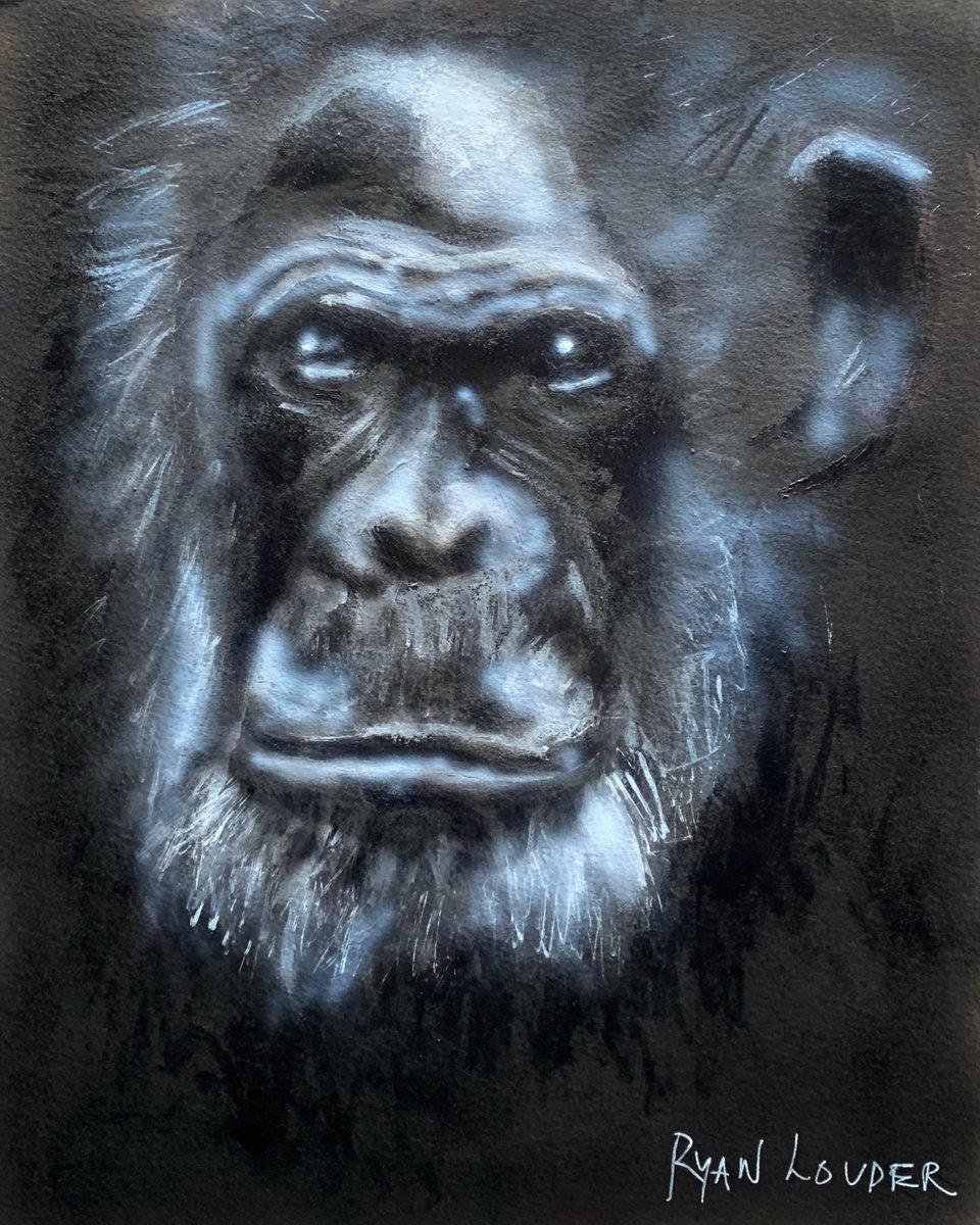 -Old Boy-? Chimpanzee Painting by Ryan Louder
