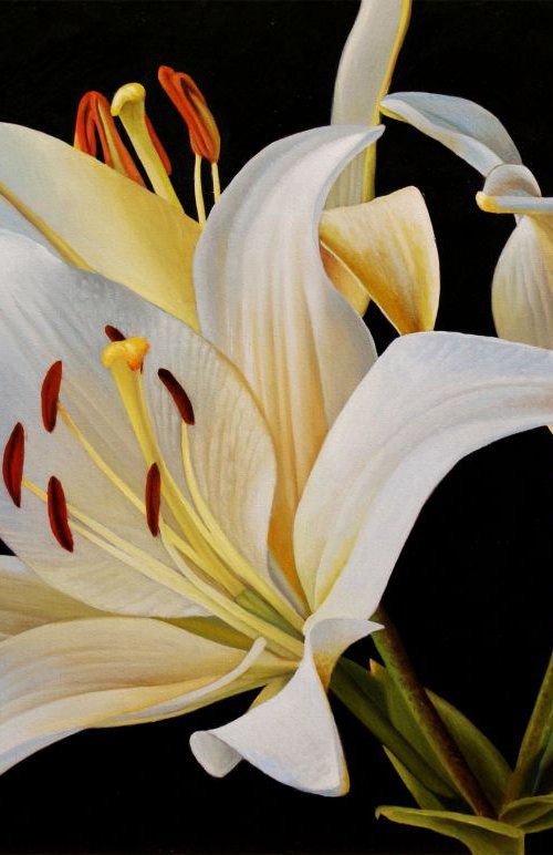 White Lilies by Dietrich Moravec