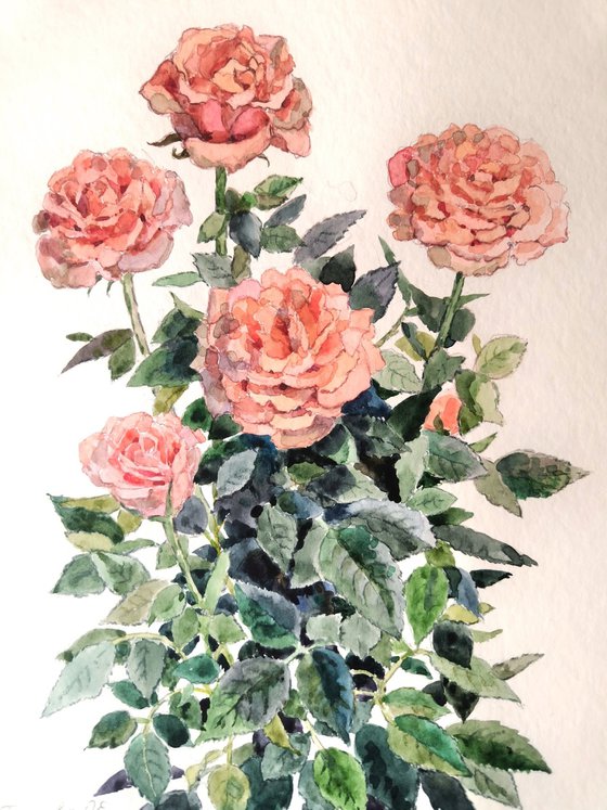 Roses