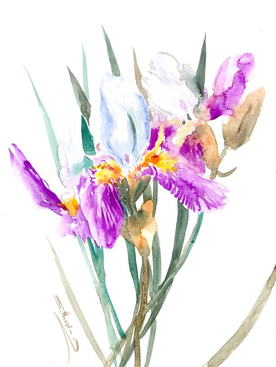 iris Flowers