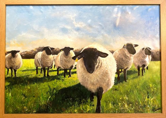 Flock of Black Face Sheep in a Field Framed