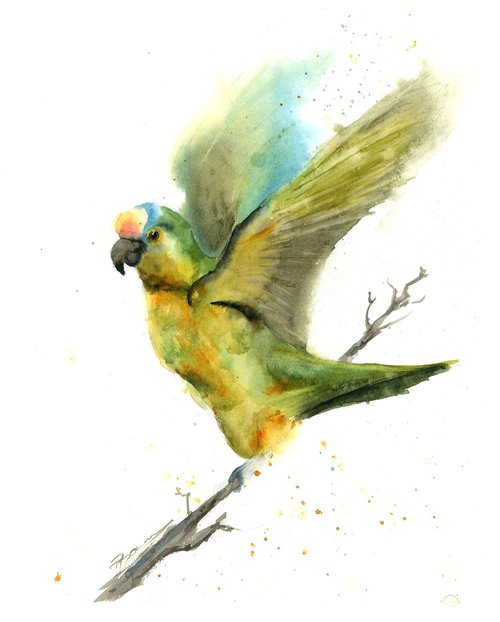 Green parrot by Olga Shefranov (Tchefranov)