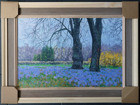 Blue primroses