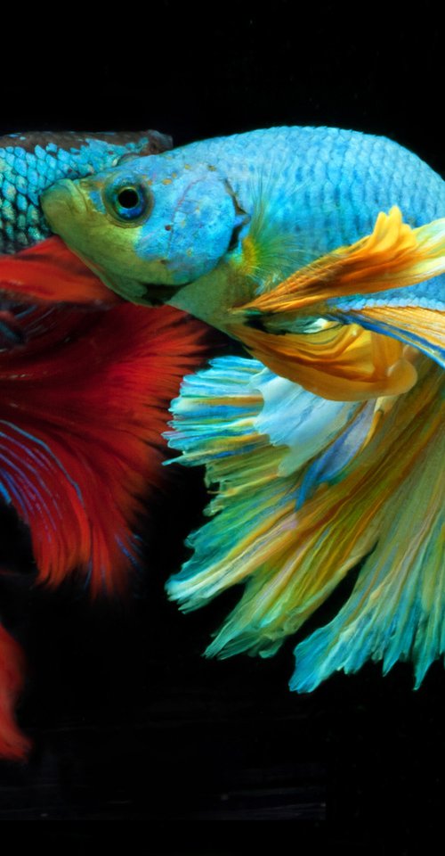 Betta 95 by MICHAEL FILONOW