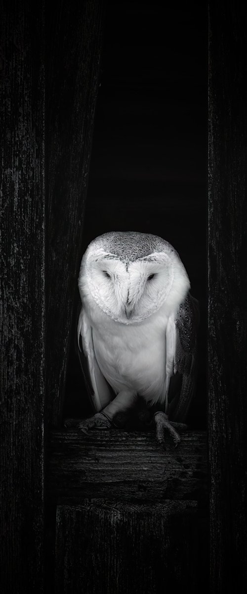 Barn Owl Peeking out by Paul Nash