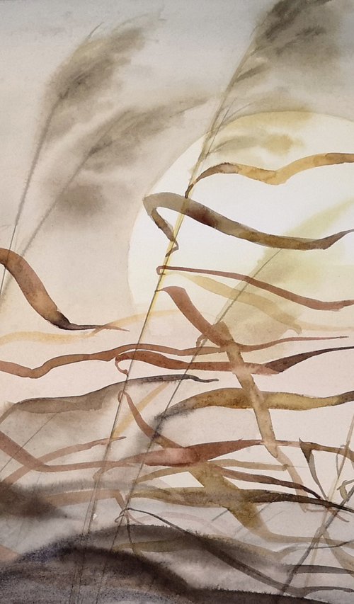 Dry Brown River Cane Grass by Olga Beliaeva Watercolour
