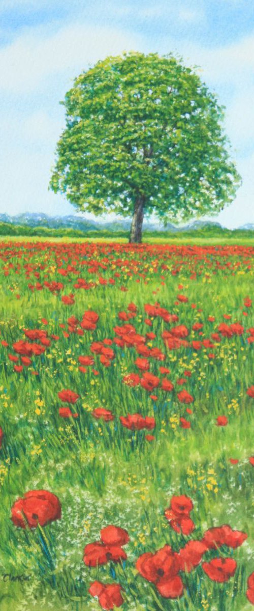 Poppy Field by Paul Morgan Clarke