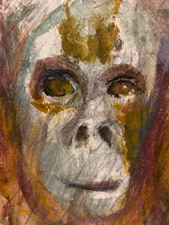 Orangutan