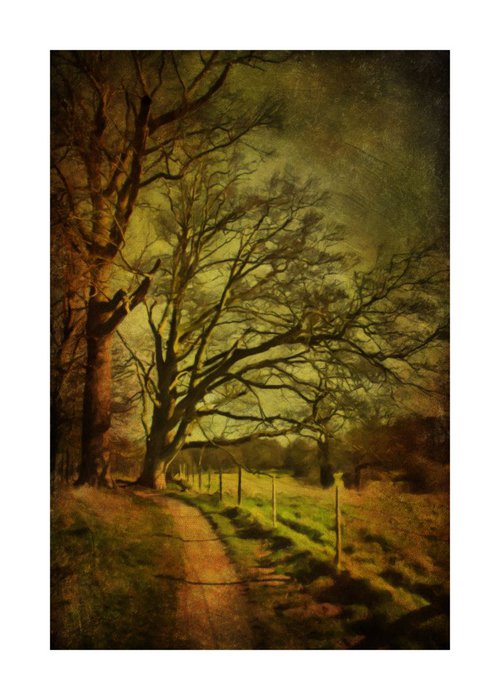 Down the woodland path by Martin  Fry
