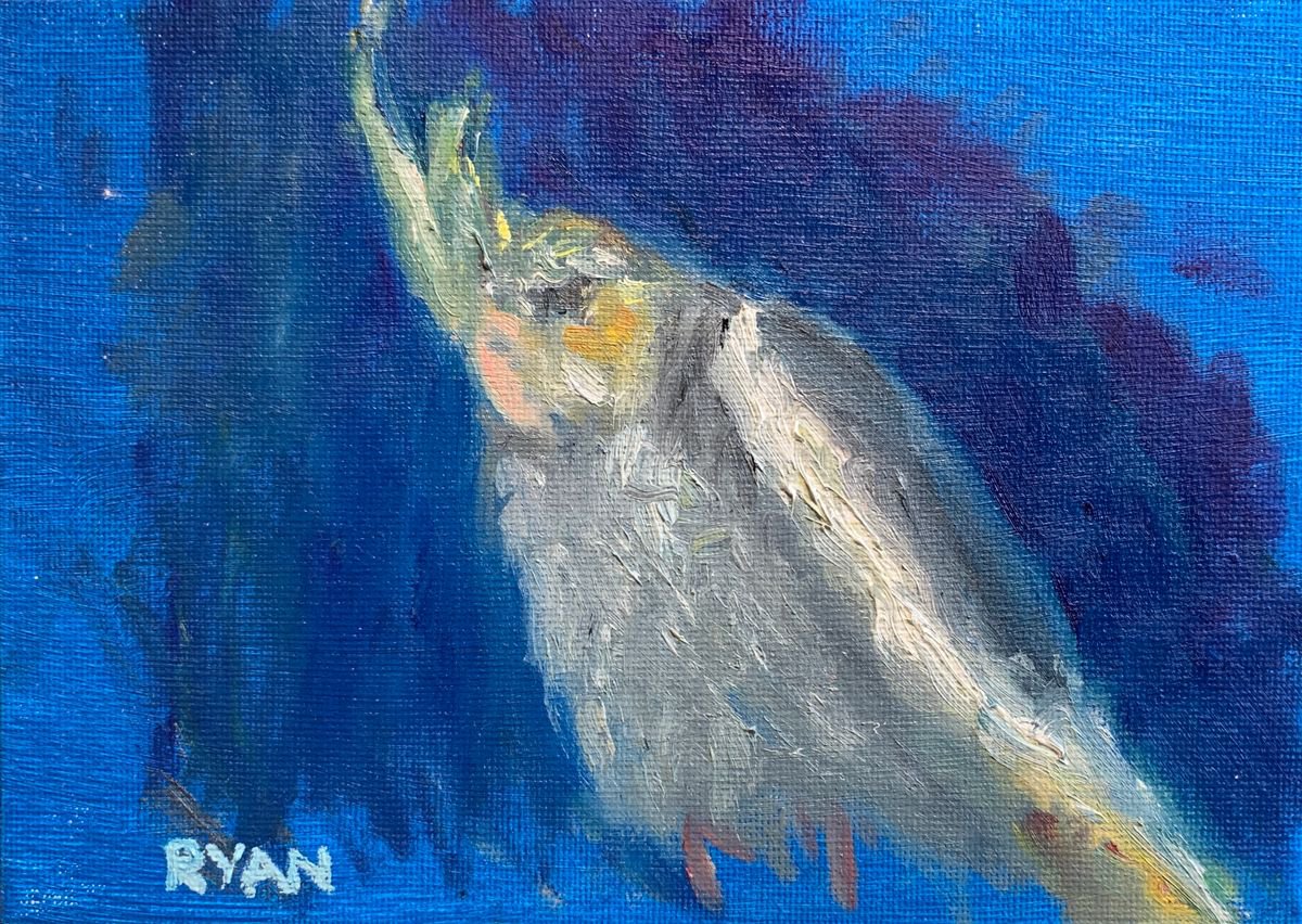 Cockatiel Painting -Old Boy Relaxing-? 5x7 by Ryan Louder