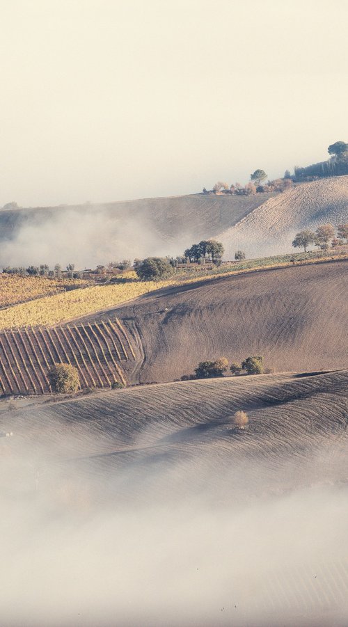 San Giovese fields by Pavel Oskin