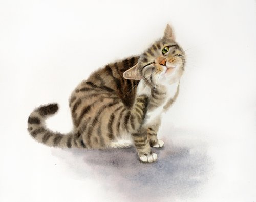 Striped cat scratching his ear by Olga Beliaeva Watercolour