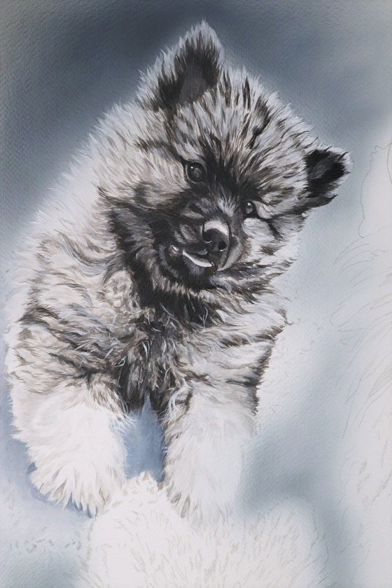 Dutch Barge dog,Keeshond