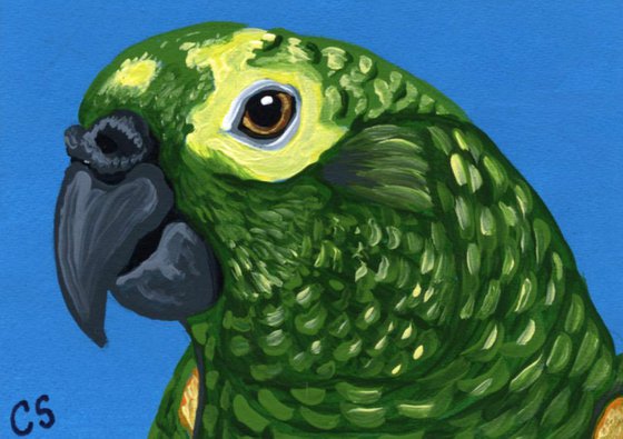 ACEO ATC Original Painting Amazon Parrot Bird Art-Carla Smale