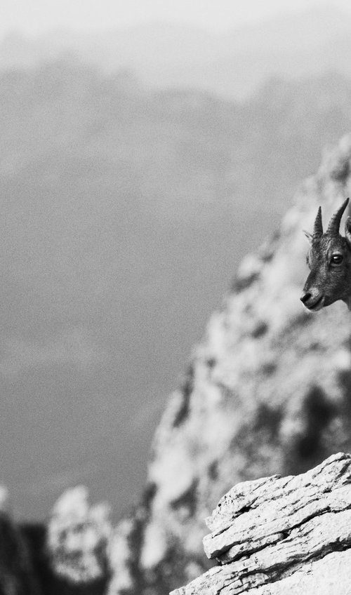 Young Ibex in the Chablais Alps [Unframed; also available framed] by Charles Brabin