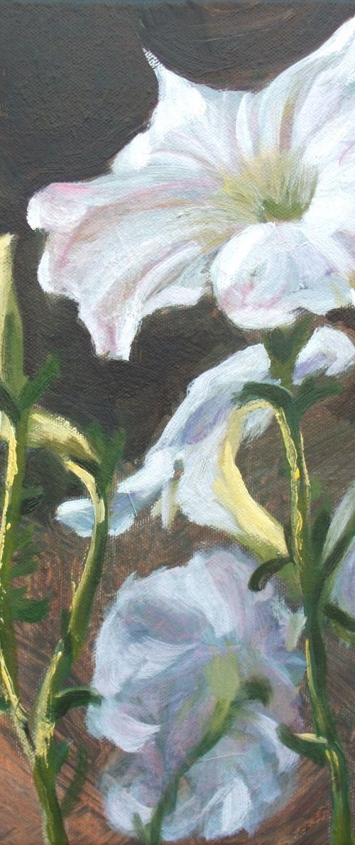 Petunias by Elena Sokolova