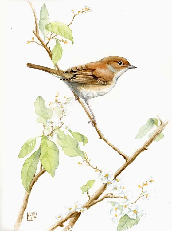 Garden warbler