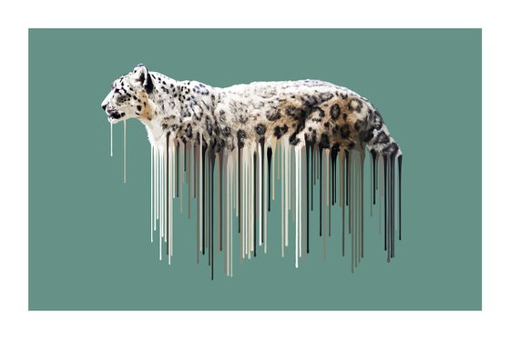 Snow Leopard - Sage