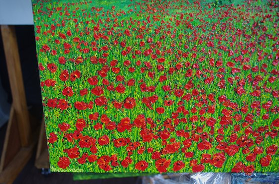 A feild of Poppies