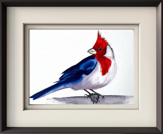 Red-cowled cardinal Paroaria