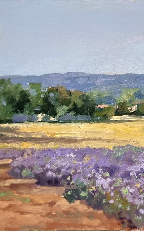 Lavande Champs des Ateliers by Pascal Giroud