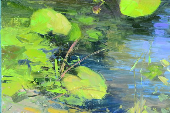 Water lilies by the shore