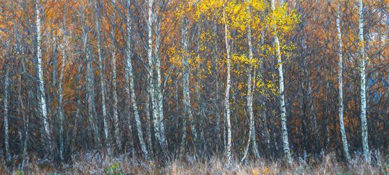 Autumn Sonata