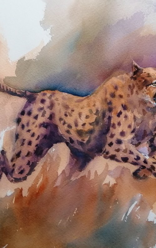 cheetah 12 by Giorgio Gosti