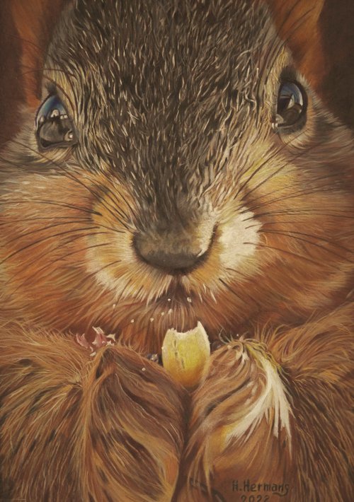Squirrel nibbling on a nut by Hendrik Hermans