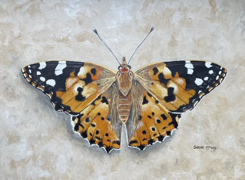 Painted Lady by Shayne McGirr