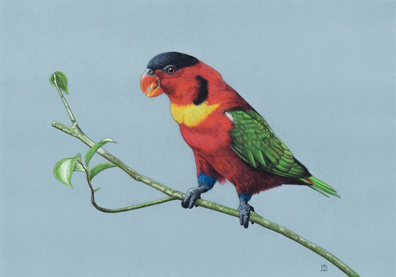 Original pastel drawing bird "Yellow-bibbed lory"