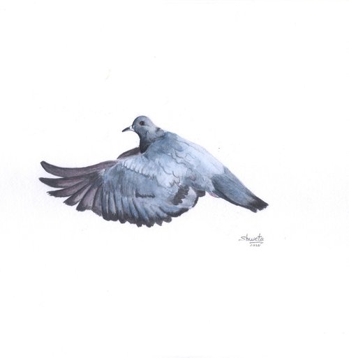Common Pigeon Watercolor Painting by Shweta  Mahajan