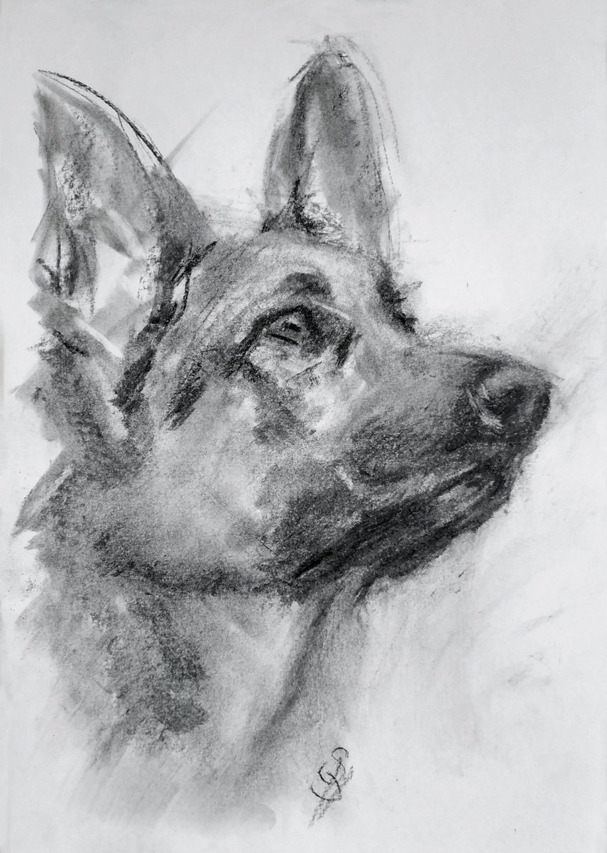 Expressive Animal Charcoal Drawing By Sbboursot, 8 X 12", German Shepherd, Original Artwork