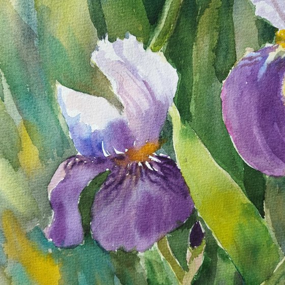 Grace of iris
