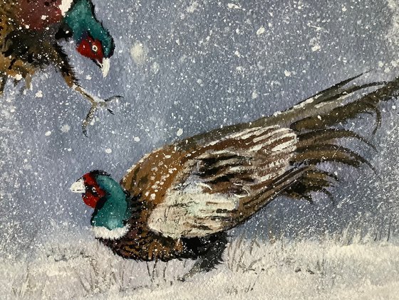 Pheasant’s