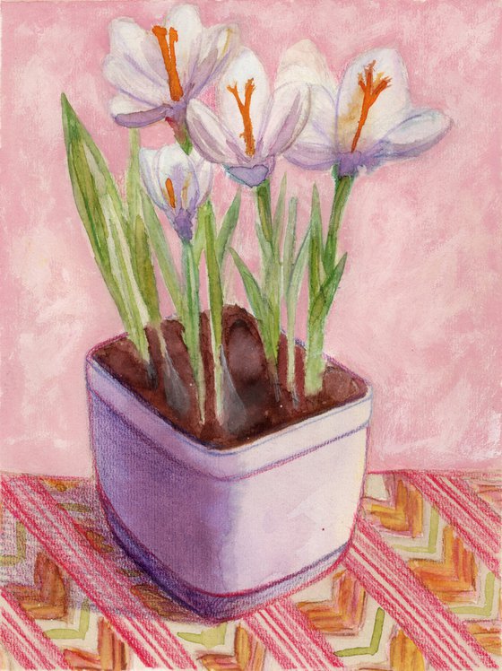 Crocus II