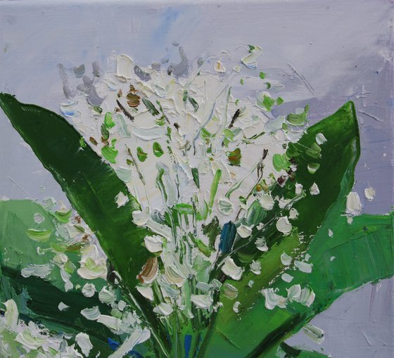 " Convallaria "