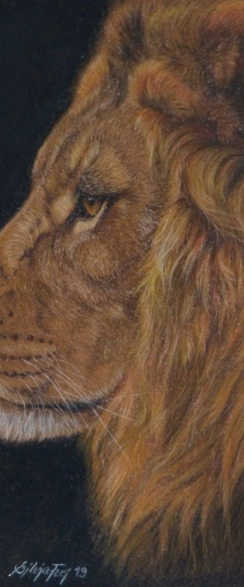 Lion II by Silvia Frei