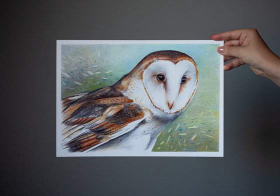 Barn Owl - Bird Portrait