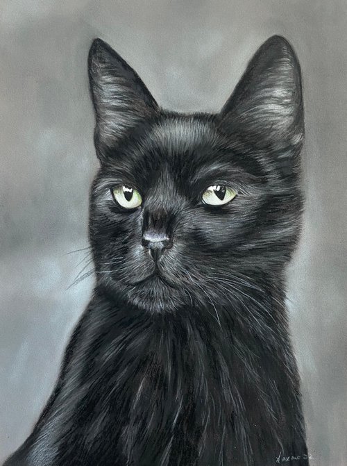 Black cat by Maxine Taylor