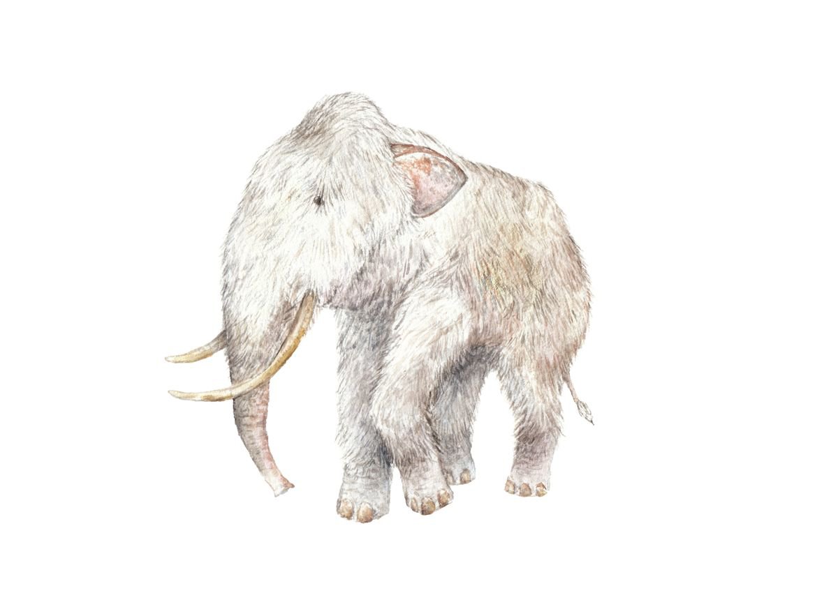 Original Watercolor Woolly Mammoth Painting by Lauren Rogoff