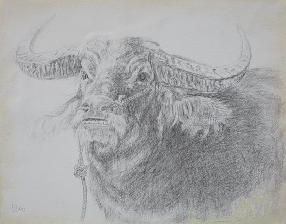 The Bull  silverpoint drawing